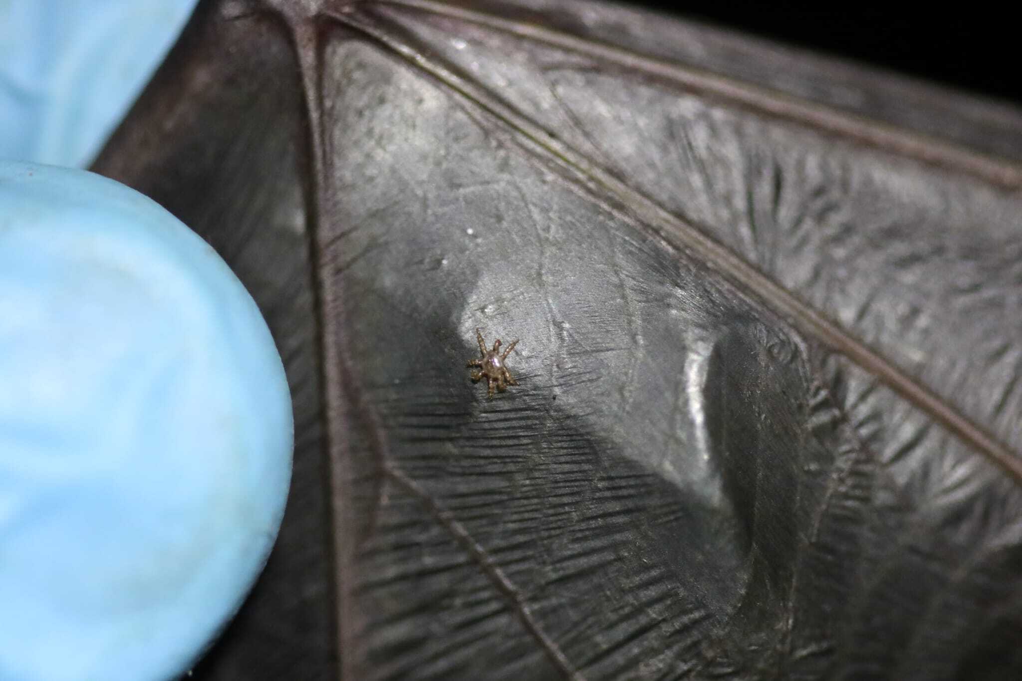 Population genetics of bat parasites